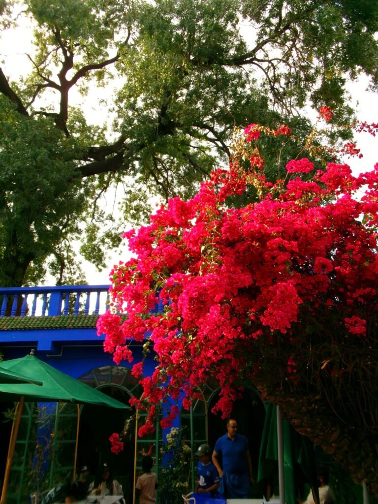 Jardin Majorelle in marrakech
